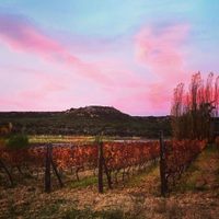 Nace un nuevo Malbec en la localidad rionegrina de Río Colorado