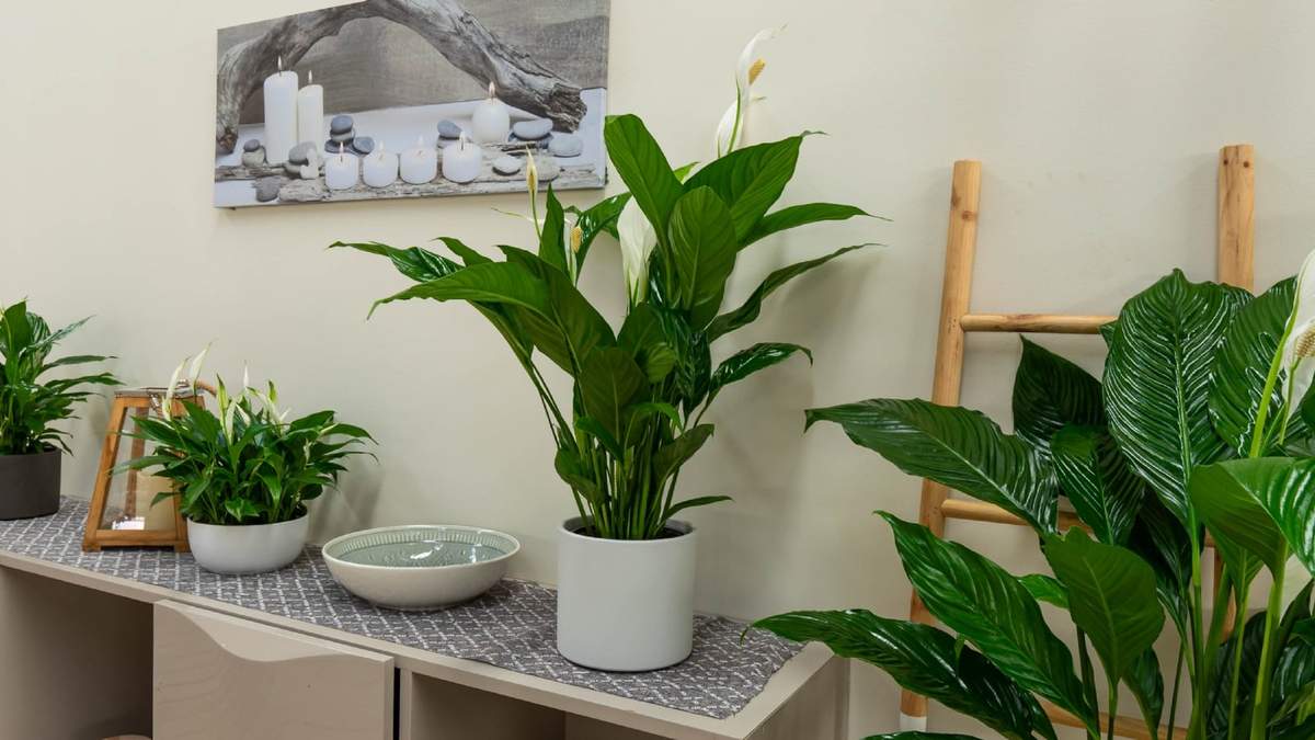 Plantas. Fuente: (X)