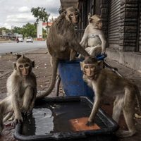 Lopburi: la ciudad de Tailandia que fue invadida por 8.000 monos