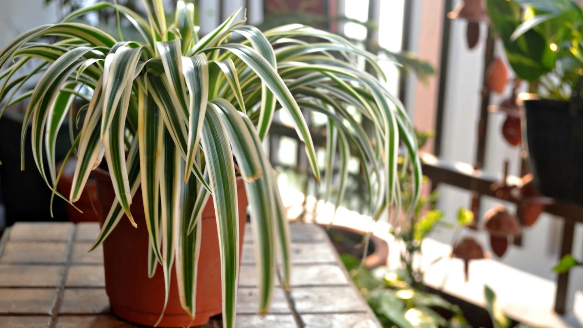 Plantas. Fuente: (Instagram)