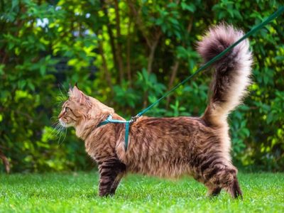¿Por qué se dice que los gatos eligen a sus dueños?