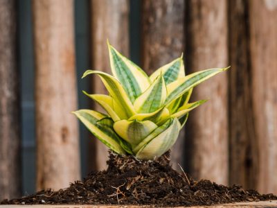 Sansevieria enana: cómo cuidar esta exclusiva planta decorativa para que esté siempre radiante