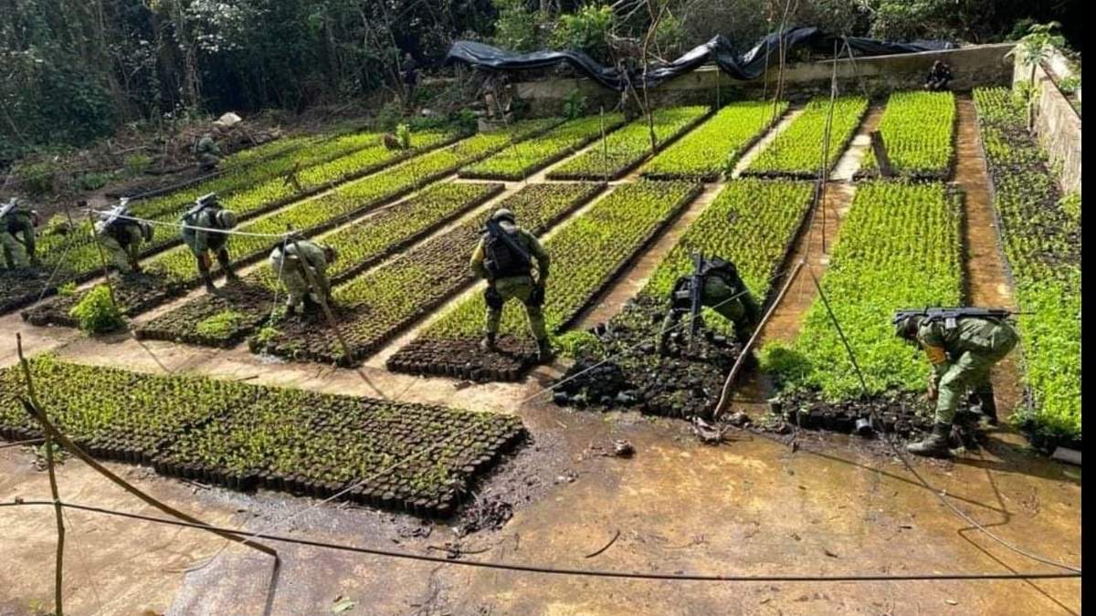 El plantío de hoja de coca hallado en Guerrero