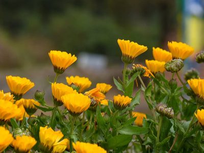 Si querés una planta exótica para tener en otoño en tu jardín, tenés que conocer estas opciones