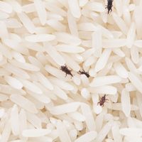 Con un simple truco casero, eliminá los gorgojos de tu cocina y no volverán más