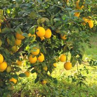 Los 2 ingredientes más poderosos para que tu limonero dé muchos limones y esté siempre rozagante y sano