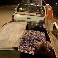 Secuestran más de dos toneladas de piñones en controles sobre rutas 40 y 23