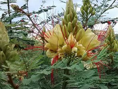 El arbusto nativo de hermosas flores rojas que atrae abejas, colibríes y mariposas a tu jardín