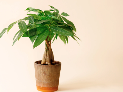 A prueba de principiantes: el árbol con tronco trenzado y hojas verdes brillantes que atrae riqueza a tu hogar