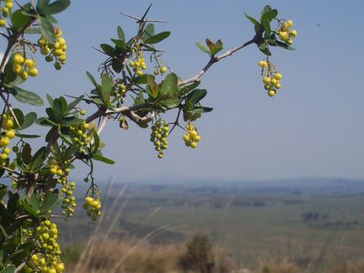 Tené cuidado: la planta que tiene unas hermosas flores amarillas, pero que muchos consideran peligrosa