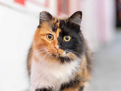 Rituales: cuáles son los gatos que atraen la buena suerte y la fortuna si los tenés como mascotas
