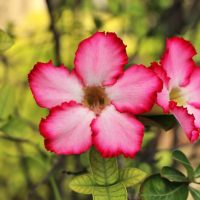 Las hermosas plantas fáciles de cuidar que son una opción perfecta para regalar en San Valentín