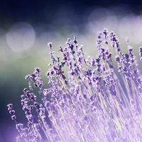 Secretos del jardín: cómo evitar que tu lavanda se vuelva leñosa