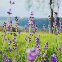 Linda y poderosa: la planta que no puede faltar en tu jardín y que tiene mil usos