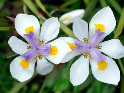 El secreto viverista para podar tu planta Dietes ahora que llegó el invierno y querés que este verdecita