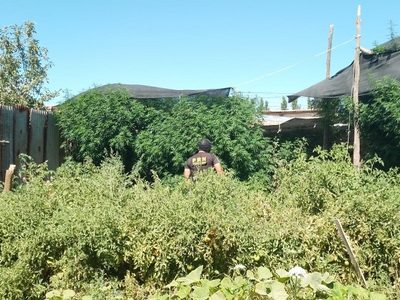 Una denuncia al 0800-drogas permitió erradicar un bosque de marihuana