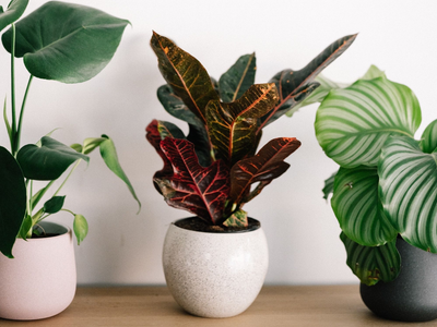 Por qué se secan mis plantas nuevas y cuál es el truco de los expertos jardineros para evitarlo