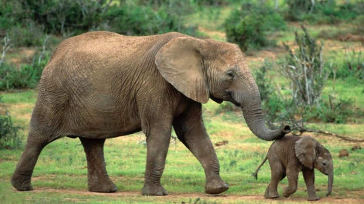 Elefante