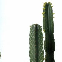 3 plantas que parecen "esculturas vivas" y son perfectas para darle un toque de diseñador a tu hogar