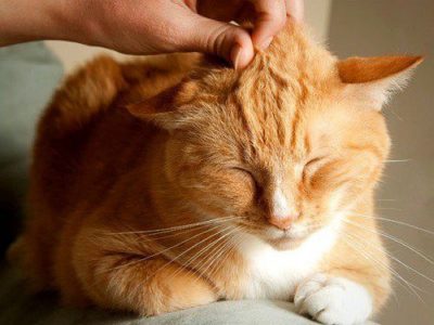 Gatos anaranjados: 10 curiosidades que te van a hacer entender por qué son los más carismáticos