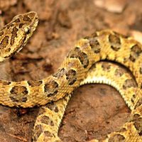Un hombre murió en Cipolletti tras la mordida de una serpiente yarará
