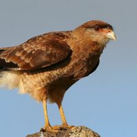 Curiosidades del Chimango: por qué es considerado el cuervo de Sudamérica y el origen de la popular frase