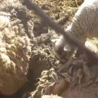 Más de 30 corderos muertos por el ataque de una jauría de perros
