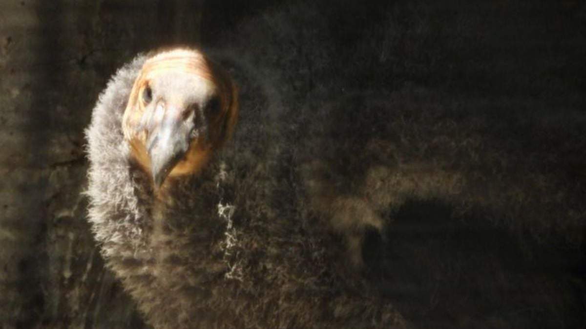 Cría de cóndor de California nacida este año en el zoológico de Chapultepec