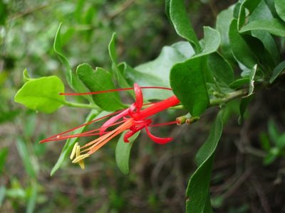 Con sus flores rojas y su mágica leyenda, el quintral embellece la Patagonia cada primavera