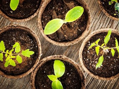 Sin gastar fortuna y reciclando en casa: así podés crear macetas biodegradables para beneficiar a tus plantas