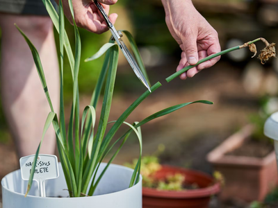 Si tu planta está seca, no la tires, mirá cómo revivirla con este truco usando solo 3 ingredientes