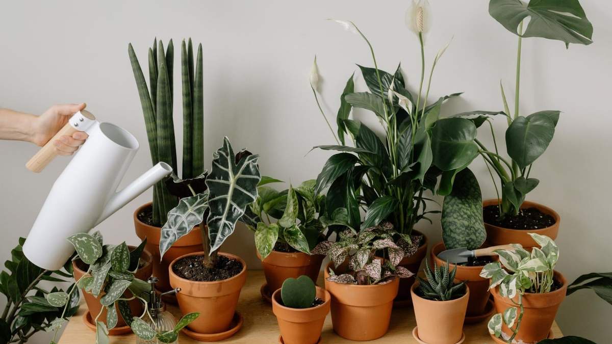 Plantas. Fuente: (Instagram)