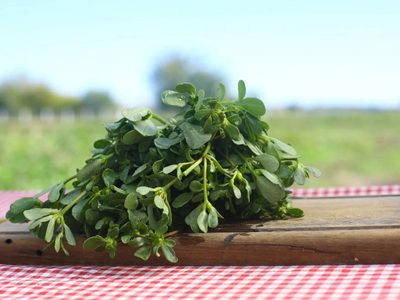 No arranques estas plantas de tu jardín, son alimentos gratis que podés llevar a tu mesa