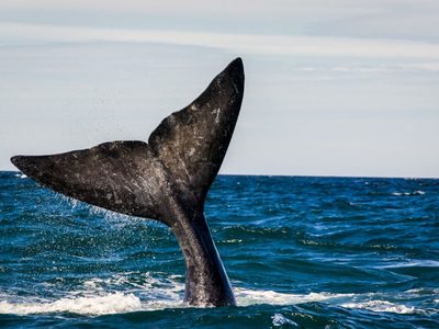 No es Puerto Madryn: descubrí el rincón de la Patagonia que fascina con excursiones de ballenas