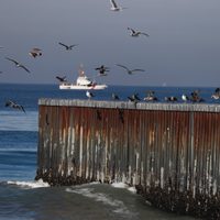 La ola de calor también está matando cientos de aves en México