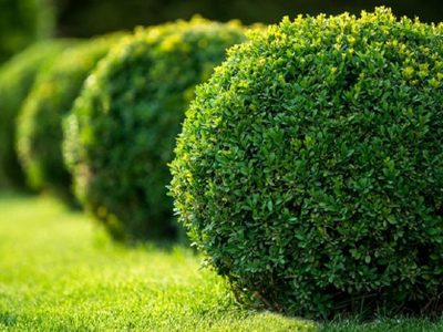 A prueba de principiantes: el arbusto que combina color, fragancia y es perfecto para poner en la entrada de casa