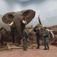 Incautaron en España la mayor colección de animales disecados que estaban protegidos