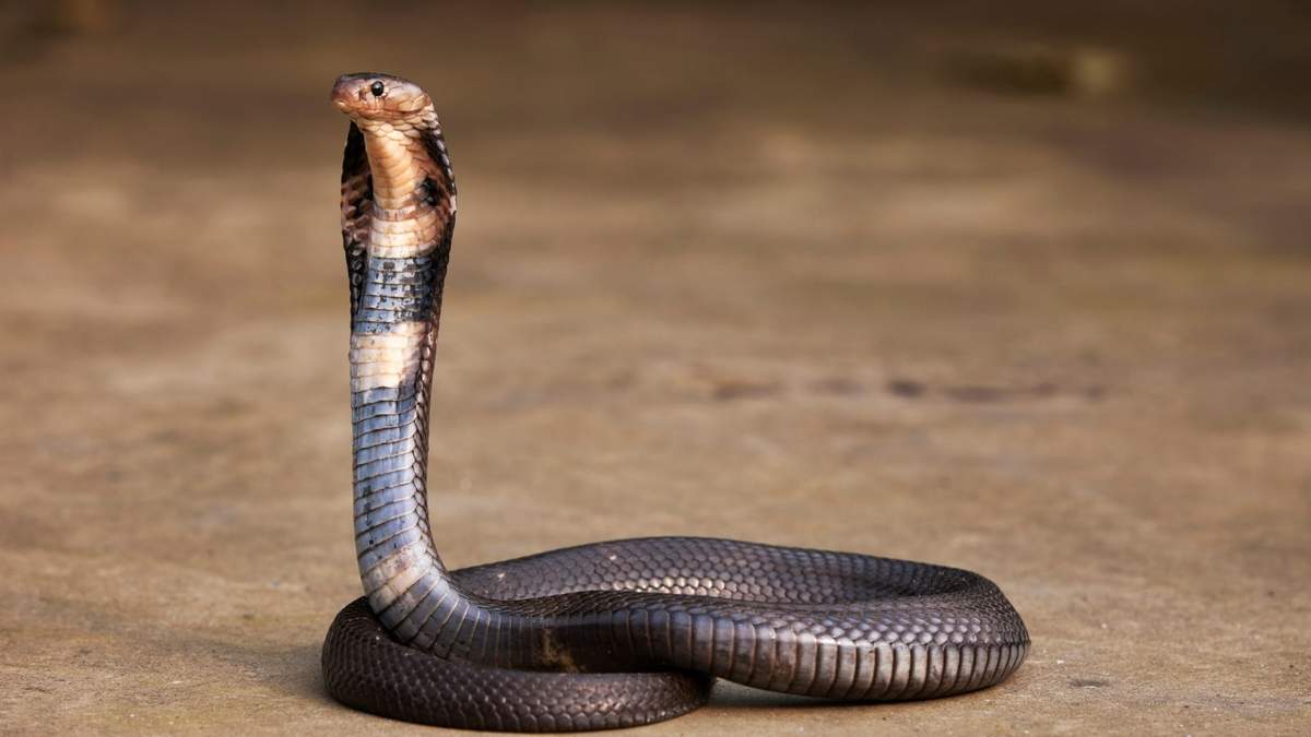 El genoma del krait chino es parecido al del nuevo virus mortal. Fuente: (Twitter)