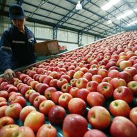 Por la megasequía en Chile, los productores de fruta piden medidas urgentes al Gobierno