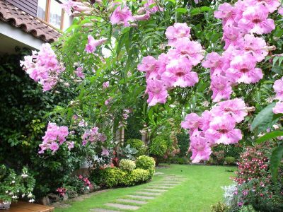 La planta trepadora que resiste todo y se llena de hermosas flores rosas en otoño