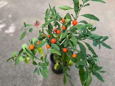 La planta de otoño que no requiere mucho riego y es perfecta para tu jardín o patio exterior