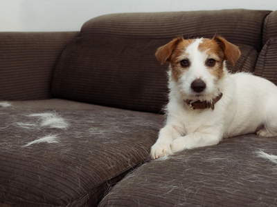 Con solo 1 cosa: el truco de la abuela para quitar los pelos de tu mascota en la ropa oscura