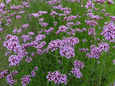 5 plantas rastreras con hermosas flores que te van a cubrir cualquier suelo y lo van a llenar de color