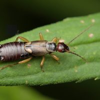 Curiosidades de la Tijereta, el insecto que destaca por sus pinzas y que inquieta a todos si aparece en el jardín