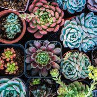 Cuáles son las suculentas de sombra y cómo hay que cuidarlas