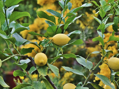 El truco natural de los viveros para prevenir al gusano minador en tus limoneros y que se llenen de limones