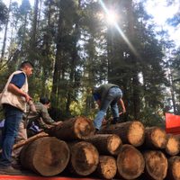La Profepa asegura 26 piezas de madera en rollo en Zinacantepec