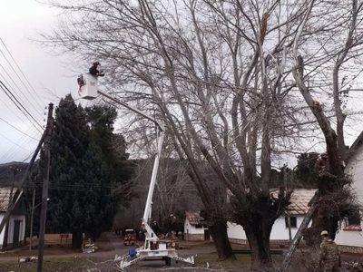 San Martín de los Andes: la poda de árboles en altura, en su máxima expresión