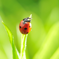 El insecto que crece en los jardines y al que muchos le temen, pero son un verdadero tesoro