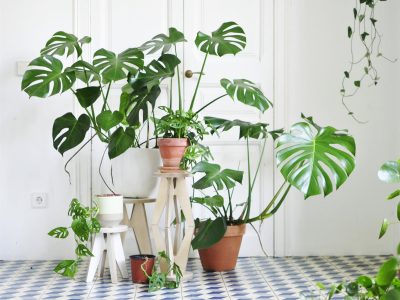 Cuál es el tipo de maceta más adecuada según tu planta para asegurarte que crezca vigorosa y sana
